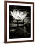 Lotus Flower VIII-Debra Van Swearingen-Framed Art Print