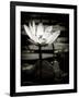 Lotus Flower VIII-Debra Van Swearingen-Framed Art Print