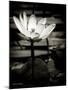 Lotus Flower VIII-Debra Van Swearingen-Mounted Art Print