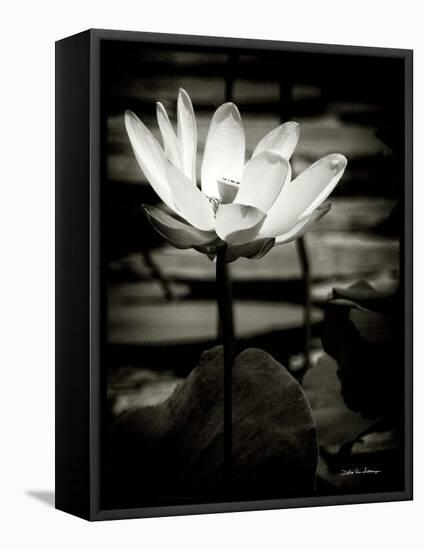 Lotus Flower VIII-Debra Van Swearingen-Framed Stretched Canvas