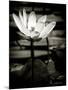 Lotus Flower VIII-Debra Van Swearingen-Mounted Art Print