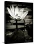 Lotus Flower VIII-Debra Van Swearingen-Stretched Canvas