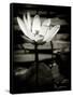 Lotus Flower VIII-Debra Van Swearingen-Framed Stretched Canvas