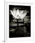 Lotus Flower VIII-Debra Van Swearingen-Framed Art Print