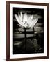 Lotus Flower VIII-Debra Van Swearingen-Framed Art Print