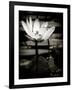 Lotus Flower VIII-Debra Van Swearingen-Framed Art Print