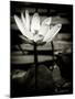 Lotus Flower VIII-Debra Van Swearingen-Mounted Art Print