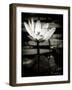 Lotus Flower VIII-Debra Van Swearingen-Framed Art Print