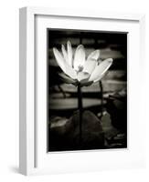 Lotus Flower VIII-Debra Van Swearingen-Framed Art Print