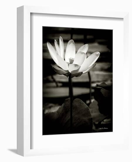 Lotus Flower VIII-Debra Van Swearingen-Framed Art Print