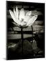 Lotus Flower VIII-Debra Van Swearingen-Mounted Art Print