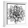 Lotus Flower Woodcut Water Lilly Engraved Etching-ChrisGorgio-Framed Photographic Print