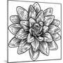 Lotus Flower Woodcut Water Lilly Engraved Etching-ChrisGorgio-Mounted Photographic Print