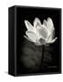 Lotus Flower X-Debra Van Swearingen-Framed Stretched Canvas