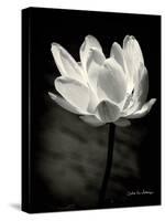 Lotus Flower X-Debra Van Swearingen-Stretched Canvas