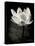 Lotus Flower X-Debra Van Swearingen-Stretched Canvas