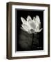 Lotus Flower X-Debra Van Swearingen-Framed Art Print