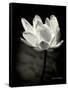 Lotus Flower X-Debra Van Swearingen-Framed Stretched Canvas