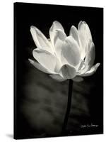 Lotus Flower X-Debra Van Swearingen-Stretched Canvas