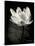 Lotus Flower X-Debra Van Swearingen-Stretched Canvas