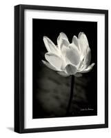 Lotus Flower X-Debra Van Swearingen-Framed Art Print