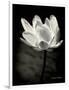 Lotus Flower X-Debra Van Swearingen-Framed Art Print