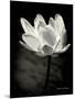 Lotus Flower X-Debra Van Swearingen-Mounted Art Print