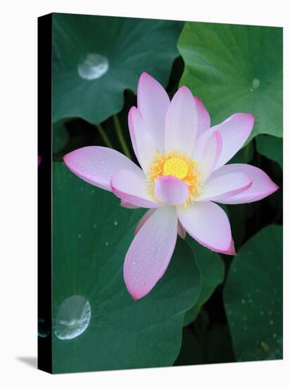 Lotus Flower-null-Stretched Canvas