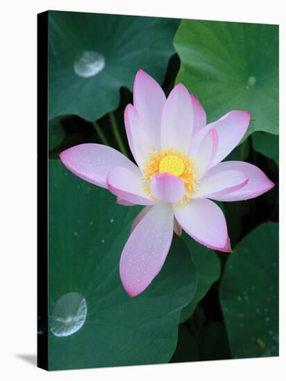 Lotus Flower-null-Stretched Canvas