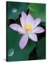 Lotus Flower-null-Stretched Canvas