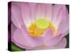 Lotus Flower-null-Stretched Canvas