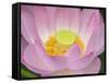 Lotus Flower-null-Framed Stretched Canvas