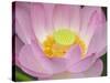 Lotus Flower-null-Stretched Canvas