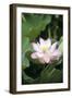 Lotus Flower-Cristina-Framed Photographic Print