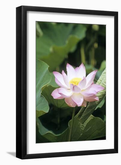 Lotus Flower-Cristina-Framed Photographic Print