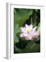 Lotus Flower-Cristina-Framed Photographic Print