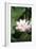 Lotus Flower-Cristina-Framed Photographic Print