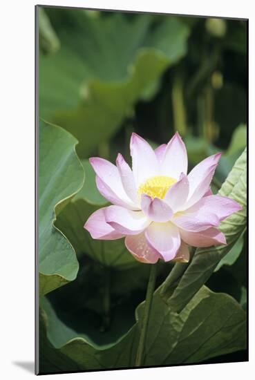 Lotus Flower-Cristina-Mounted Photographic Print