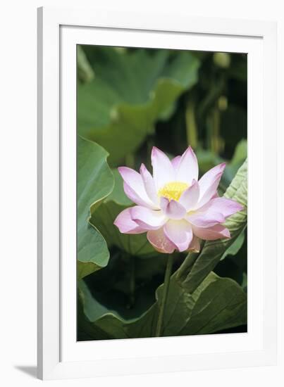 Lotus Flower-Cristina-Framed Photographic Print