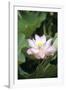 Lotus Flower-Cristina-Framed Photographic Print