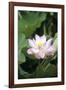 Lotus Flower-Cristina-Framed Photographic Print