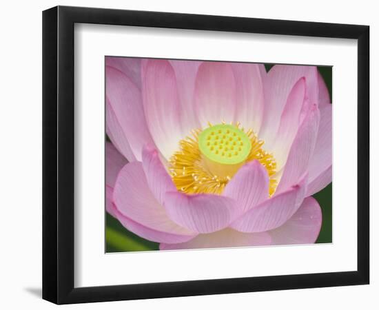 Lotus Flower-null-Framed Photographic Print