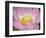 Lotus Flower-null-Framed Photographic Print