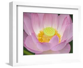 Lotus Flower-null-Framed Photographic Print