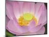 Lotus Flower-null-Mounted Photographic Print