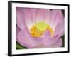 Lotus Flower-null-Framed Photographic Print