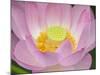 Lotus Flower-null-Mounted Photographic Print