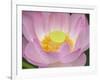 Lotus Flower-null-Framed Photographic Print