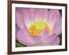 Lotus Flower-null-Framed Photographic Print