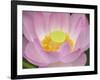 Lotus Flower-null-Framed Photographic Print